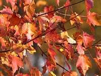 Autumn's Last Gasp 2